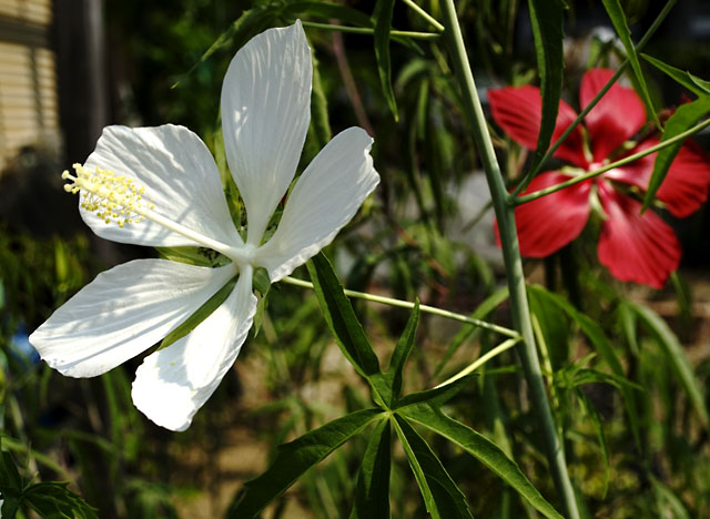 モミジアオイの白花
