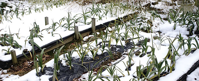 ジャンボ系ニンニクに積もった雪