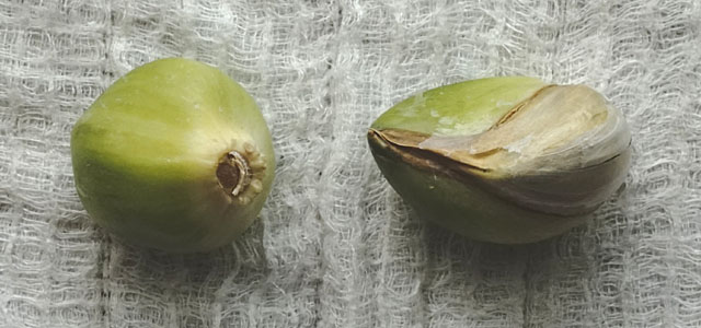右の鱗片が「ダブル」になっている