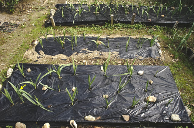 1カ月目のジャンボ系ニンニク