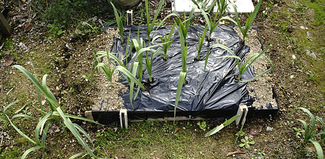 大き目の一球ものの畝