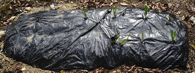 旧エレファントガーリックの畝