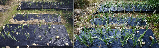 ２カ月目のジャンボ系ニンニク