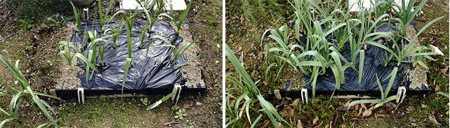 ２カ月目のジャンボ系ニンニク