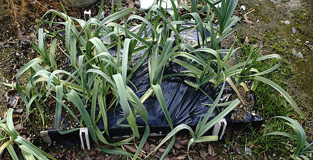 3カ月目のジャンボ系ニンニク