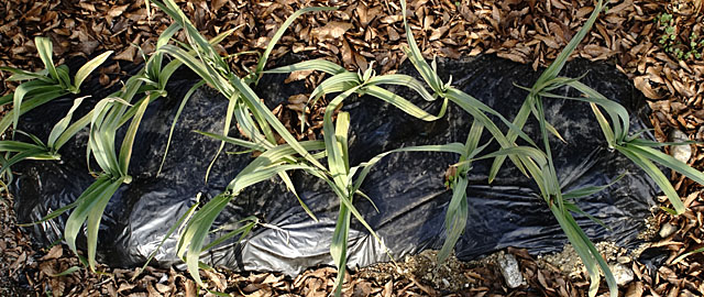 3カ月目のジャンボ系ニンニク