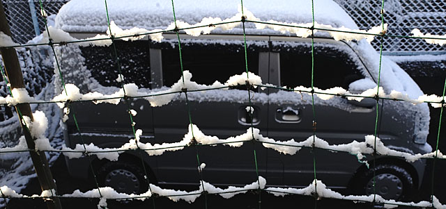 グリーンカーテン用のネットに雪が