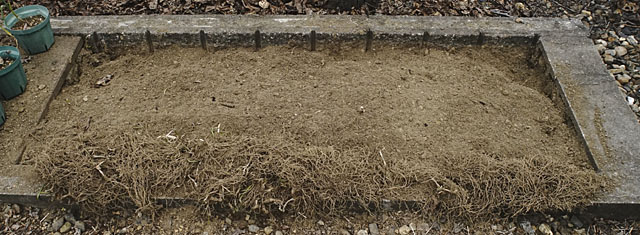 手前が掘り返したニラの株