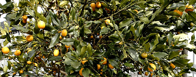 １回収穫したけどまだ残ってる